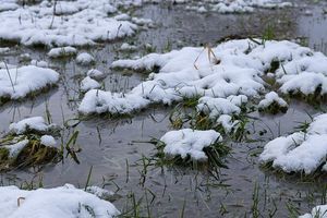 Підтоплення полів узимку: прихована загроза для озимих культур у 2026 році фото