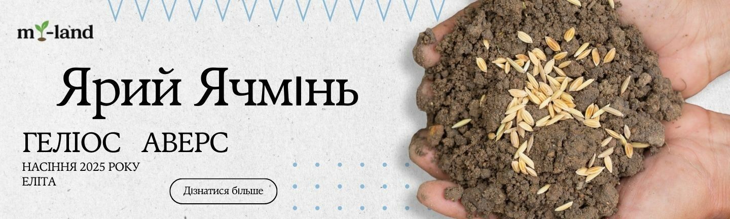 ячмінь