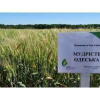 Мудрість Одеська 223 фото