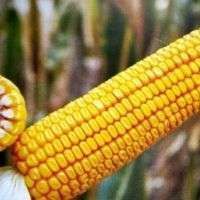 ДН Хортиця 319 фото