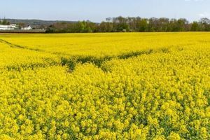 Активізація шкідників та хвороб озимого ріпаку: як захистити врожай у 2026 році фото