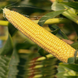 Ларсон 572 фото 2